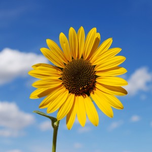 Team Page: UC Gardner Center - Team Movement